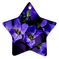 Cuckoo Flower Star Ornament by Siebenhuehner