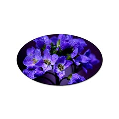 Cuckoo Flower Sticker (oval)