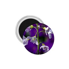 Cuckoo Flower 1 75  Button Magnet by Siebenhuehner