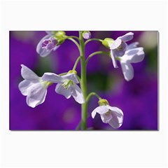 Cuckoo Flower Postcards 5  X 7  (10 Pack) by Siebenhuehner