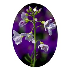 Cuckoo Flower Oval Ornament (two Sides) by Siebenhuehner