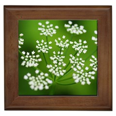 Queen Anne s Lace Framed Ceramic Tile