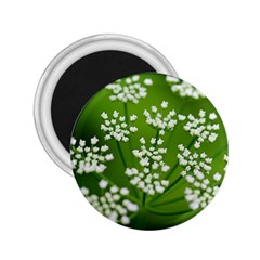 Queen Anne s Lace 2 25  Button Magnet