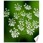Queen Anne s Lace Canvas 20  x 24  (Unframed) 19.57 x23.15  Canvas - 1