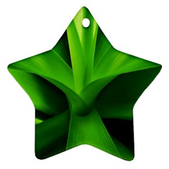 Yucca Palm  Star Ornament (two Sides)