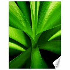 Yucca Palm  Canvas 12  X 16  (unframed)