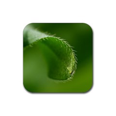 Leaf Drink Coaster (square) by Siebenhuehner