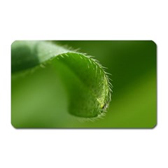 Leaf Magnet (rectangular) by Siebenhuehner
