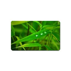 Bamboo Leaf With Drops Magnet (name Card) by Siebenhuehner