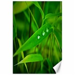 Bamboo Leaf With Drops Canvas 20  x 30  (Unframed) 19.62 x28.9  Canvas - 1