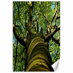 Tree Canvas 24  X 36  (unframed) by Siebenhuehner