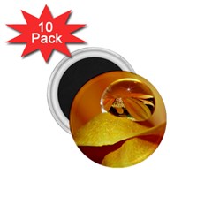 Drops 1 75  Button Magnet (10 Pack) by Siebenhuehner