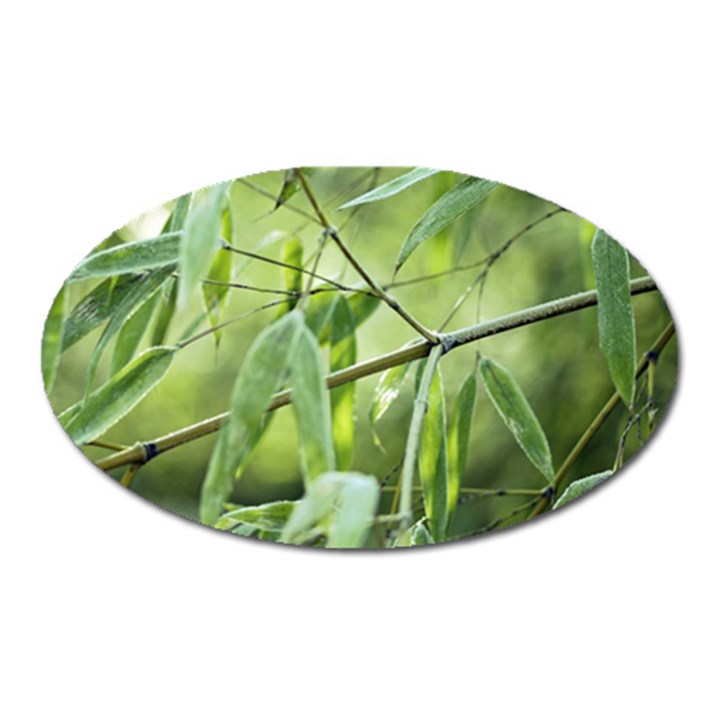 Bamboo Magnet (Oval)