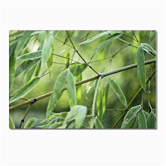 Bamboo Postcard 4 x 6  (10 Pack) by Siebenhuehner