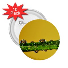 Drops 2.25  Button (10 pack)