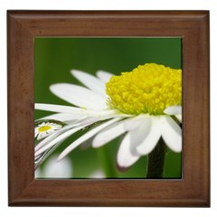 Daisy With Drops Framed Ceramic Tile by Siebenhuehner