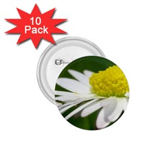 Daisy With Drops 1 75  Button (10 Pack) by Siebenhuehner