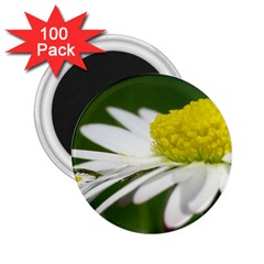 Daisy With Drops 2 25  Button Magnet (100 Pack) by Siebenhuehner