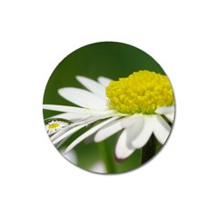 Daisy With Drops Magnet 3  (round) by Siebenhuehner