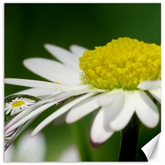 Daisy With Drops Canvas 12  X 12  (unframed) by Siebenhuehner