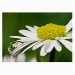 Daisy With Drops Glasses Cloth (Large, Two Sided) Front