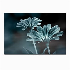 Osterspermum Postcards 5  X 7  (10 Pack) by Siebenhuehner