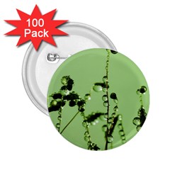 Mint Drops  2 25  Button (100 Pack) by Siebenhuehner