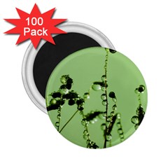 Mint Drops  2 25  Button Magnet (100 Pack) by Siebenhuehner