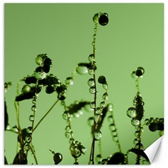 Mint Drops  Canvas 20  X 20  (unframed) by Siebenhuehner