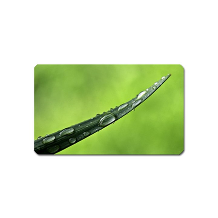 Green Drops Magnet (Name Card)