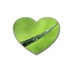 Green Drops Drink Coasters 4 Pack (heart)  by Siebenhuehner