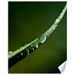 Grass Drops Canvas 11  X 14  (unframed) by Siebenhuehner