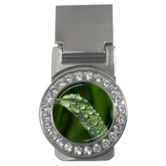 Grass Drops Money Clip (cz) by Siebenhuehner