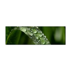 Grass Drops Bumper Sticker 100 Pack by Siebenhuehner