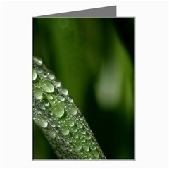 Grass Drops Greeting Card by Siebenhuehner