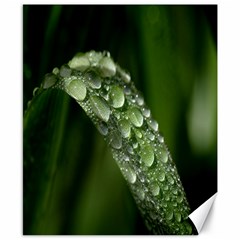 Grass Drops Canvas 8  X 10  (unframed) by Siebenhuehner