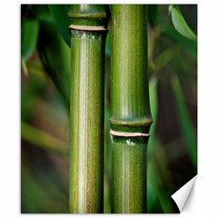 Bamboo Canvas 8  X 10  (unframed) by Siebenhuehner