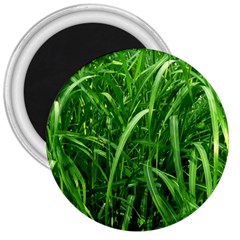 Grass 3  Button Magnet by Siebenhuehner