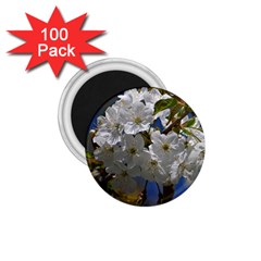 Cherry Blossom 1 75  Button Magnet (100 Pack) by Siebenhuehner