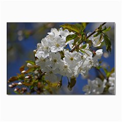 Cherry Blossom Postcards 5  X 7  (10 Pack) by Siebenhuehner