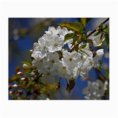 Cherry Blossom Glasses Cloth (small) by Siebenhuehner