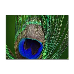 Peacock A4 Sticker 10 Pack