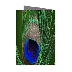 Peacock Mini Greeting Card (8 Pack)