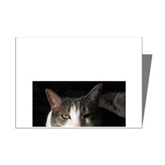 Cat Nap Mini Greeting Card (8 Pack)