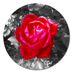 Red Rose Magnet 5  (round) by jotodesign