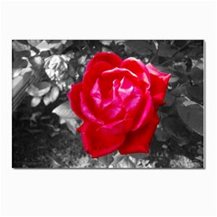 Red Rose Postcard 4 x 6  (10 Pack) by jotodesign