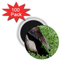 Giant Anteater 1 75  Button Magnet (100 Pack)