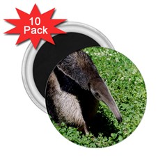 Giant Anteater 2 25  Button Magnet (10 Pack)