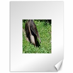 Giant Anteater Canvas 36  X 48  (unframed)