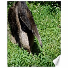 Giant Anteater Canvas 11  X 14  (unframed) by AnimalLover